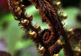 Dryopteris wallichiana