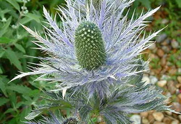 Eryngium alpinum 'Superbum'