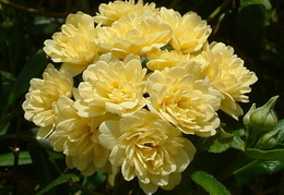 Rosa banksiae 'Lutea'