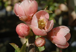 Chaenomeles 'Madame Butterfly'