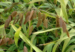 Chasmanthium latifolium