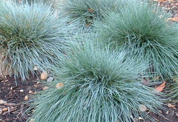 Festuca glauca 'Elijah Blue'