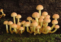Hypholoma fasciculare