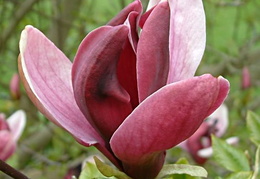 Magnolia liliflora 'Nigra'