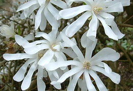 Magnolia stellata flowers