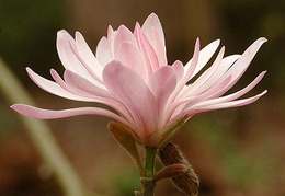 Magnolia stellata 'Rosea'