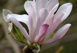 Magnolia x loebneri 'Raspberry Fun'