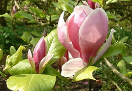 Magnolia x soulangeana 'Lennei'