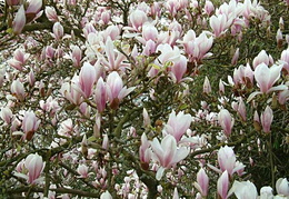 Magnolia x soulangeana