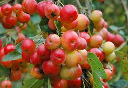 Malus 'Crittenden' - fruits