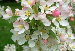 Malus 'Crittenden'