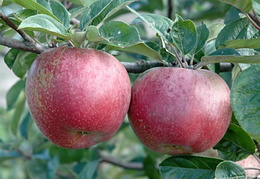 Malus domestica 'Bess Pool'