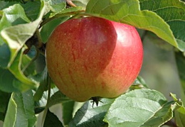 Malus domestica 'Fiesta'
