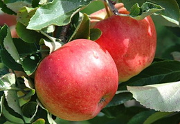 Malus domestica 'Gala'