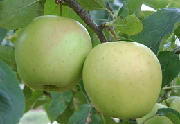 Malus domestica 'Golden Delicious'