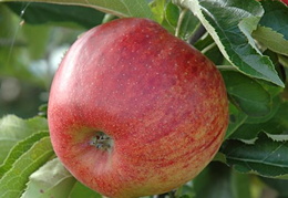Malus domestica 'Jonagored'