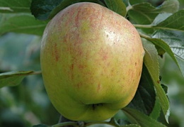 Malus domestica 'Lady Henniker'