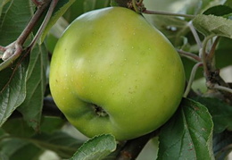 Malus domestica 'Rhode Island Greening'