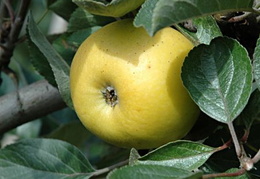 Malus domestica 'Wyken Pippin'