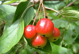 Malus x robusta 'Red Sentinel'