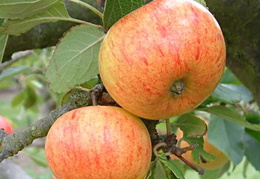 Malus domestica 'Sunset'