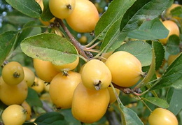 Malus x zumi 'Golden Hornet'
