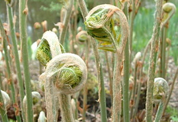 Osmunda regalis
