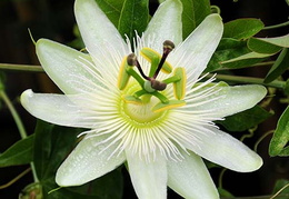 Passiflora caerulea 'Constance Elliot'
