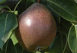 Pyrus communis 'Black Worcester'