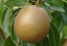 Pyrus communis 'Winter Nelis'