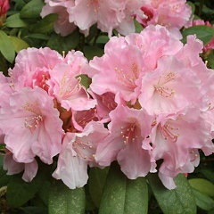 Rhododendron 'Doc'
