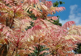 Toona sinensis 'Flamingo'