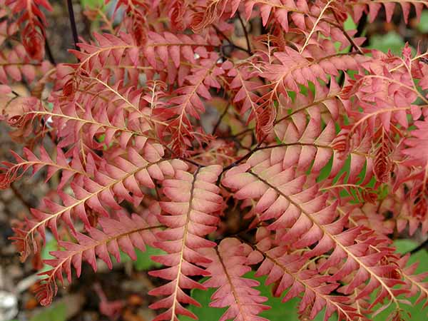 Adiantum aleuticum 'Japonicum'.jpg