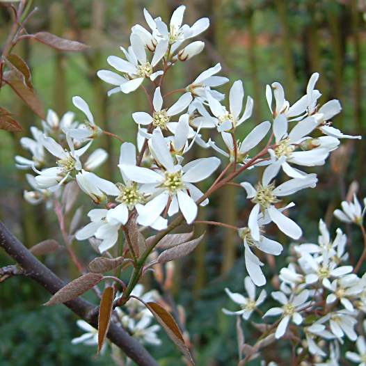 Amelanchier lamarckii flowers.jpg