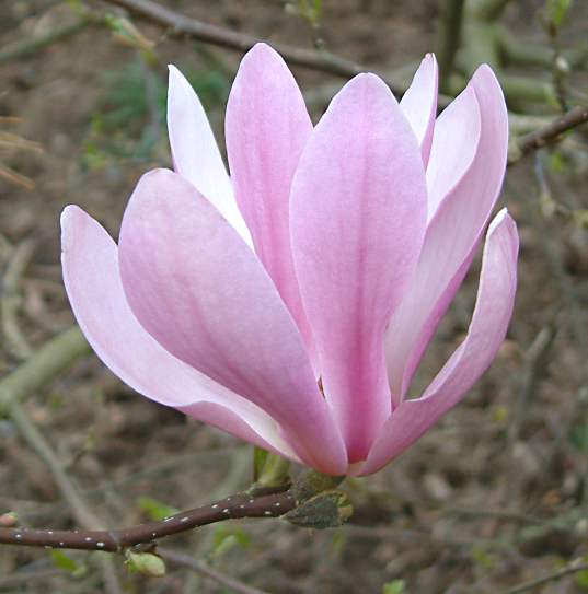Magnolia 'Ann'.jpg
