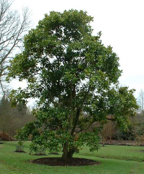 Magnolia 'Maryland'.jpg