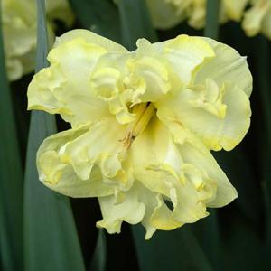 Narcissus 'Sunny Side Up'